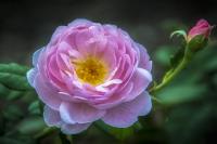 Pink Petals